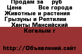 Продам за 50 руб. › Цена ­ 50 - Все города Животные и растения » Грызуны и Рептилии   . Ханты-Мансийский,Когалым г.